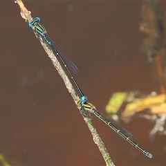 Austroagrion watsoni (Eastern Billabongfly) at Gibberagee, NSW - 8 Jan 2012 by Bungybird