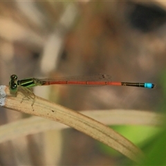 Ischnura aurora at Gibberagee, NSW - 8 Jan 2012 by AaronClausen