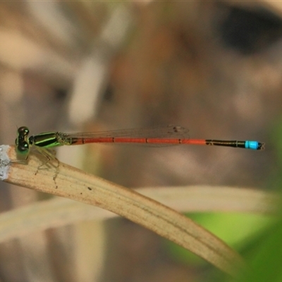 Ischnura aurora (Aurora Bluetail) at Gibberagee, NSW - 8 Jan 2012 by Bungybird