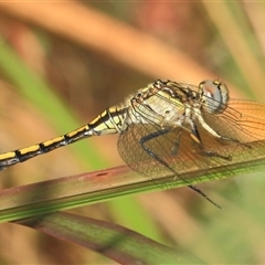 Orthetrum caledonicum at Gibberagee, NSW - 6 Jan 2012 by AaronClausen