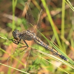 Orthetrum caledonicum (Blue Skimmer) at Gibberagee, NSW - 6 Jan 2012 by Bungybird