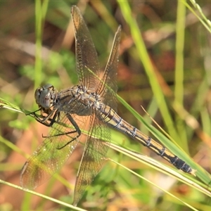 Orthetrum caledonicum at Gibberagee, NSW - 6 Jan 2012