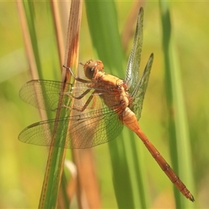 Orthetrum villosovittatum at Gibberagee, NSW - 6 Jan 2012 07:29 PM