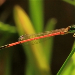 Ischnura aurora (Aurora Bluetail) at Gibberagee, NSW - 6 Jan 2012 by Bungybird