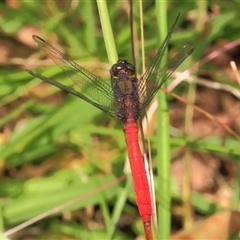 Orthetrum villosovittatum (Fiery Skimmer) at Gibberagee, NSW - 3 Jan 2012 by Bungybird