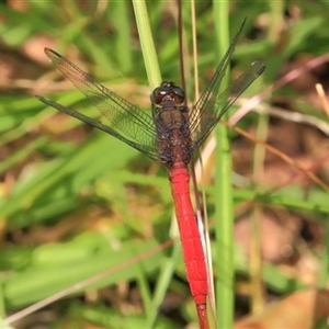 Orthetrum villosovittatum at Gibberagee, NSW - 3 Jan 2012 12:29 AM