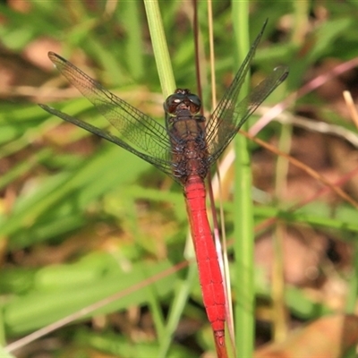 Orthetrum villosovittatum at Gibberagee, NSW - 2 Jan 2012 by AaronClausen