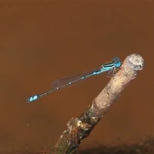 Austroagrion watsoni at Gibberagee, NSW - 3 Jan 2012