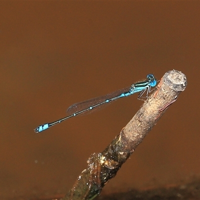 Austroagrion watsoni at Gibberagee, NSW - 2 Jan 2012 by AaronClausen