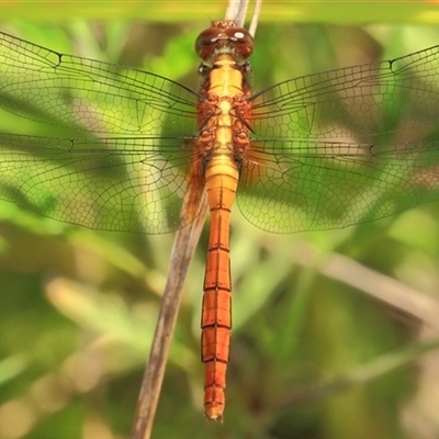 Orthetrum villosovittatum at Gibberagee, NSW - 2 Jan 2012 by AaronClausen