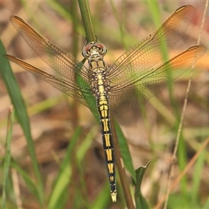 Orthetrum caledonicum at Gibberagee, NSW - 30 Dec 2011 08:26 PM