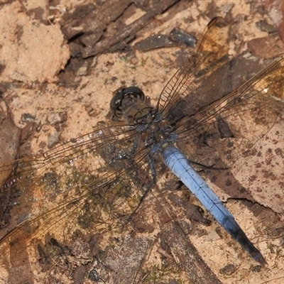 Orthetrum caledonicum (Blue Skimmer) at Gibberagee, NSW - 30 Dec 2011 by Bungybird