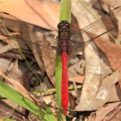 Orthetrum villosovittatum at Gibberagee, NSW - 30 Dec 2011 by AaronClausen