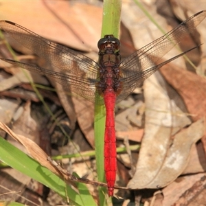 Orthetrum villosovittatum at Gibberagee, NSW - 30 Dec 2011 08:32 PM