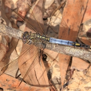 Orthetrum caledonicum at Gibberagee, NSW - 30 Dec 2011 08:33 PM