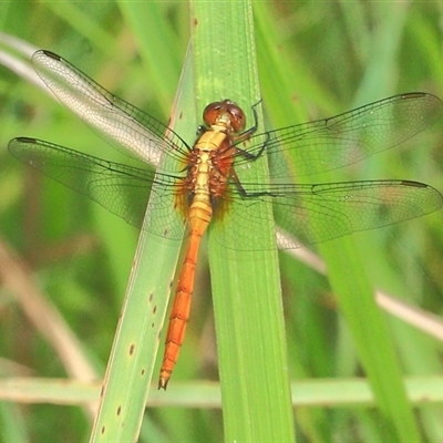 Orthetrum villosovittatum at Gibberagee, NSW - 30 Dec 2011 by AaronClausen