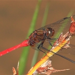 Orthetrum villosovittatum at Gibberagee, NSW - 27 Dec 2011 by AaronClausen