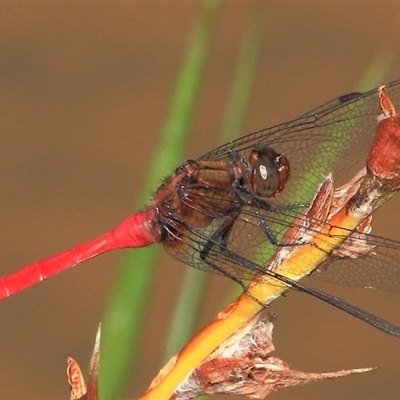 Orthetrum villosovittatum (Fiery Skimmer) at Gibberagee, NSW - 27 Dec 2011 by Bungybird