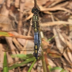 Orthetrum caledonicum (Blue Skimmer) at Gibberagee, NSW - 27 Dec 2011 by Bungybird