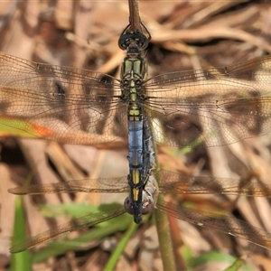 Orthetrum caledonicum at Gibberagee, NSW - 27 Dec 2011 09:18 PM