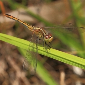 Diplacodes bipunctata at Gibberagee, NSW - 27 Dec 2011