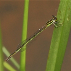 Ischnura aurora at Gibberagee, NSW - 27 Dec 2011 by AaronClausen