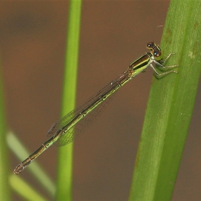 Ischnura aurora at Gibberagee, NSW - 27 Dec 2011 by AaronClausen