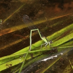 Ischnura aurora at Gibberagee, NSW - 27 Dec 2011 by AaronClausen