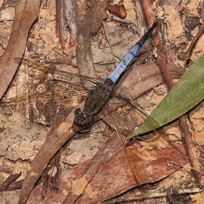 Orthetrum caledonicum (Blue Skimmer) at Gibberagee, NSW - 27 Dec 2011 by Bungybird