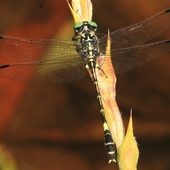 Austroepigomphus praeruptus (Twin-spot Hunter) at Gibberagee, NSW by Bungybird