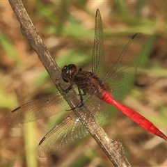 Orthetrum villosovittatum (Fiery Skimmer) at Gibberagee, NSW - 26 Dec 2011 by Bungybird