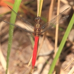 Orthetrum villosovittatum (Fiery Skimmer) at Gibberagee, NSW - 25 Dec 2011 by Bungybird