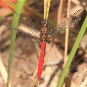 Orthetrum villosovittatum at Gibberagee, NSW - 25 Dec 2011