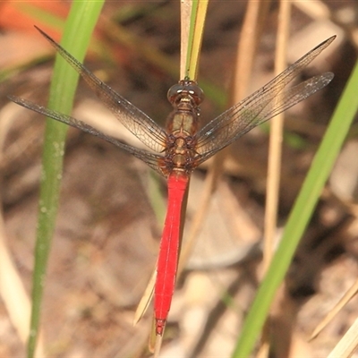 Orthetrum villosovittatum at Gibberagee, NSW - 25 Dec 2011 by AaronClausen