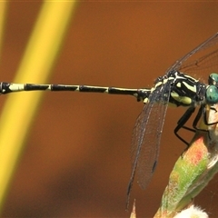 Austroepigomphus praeruptus (Twin-spot Hunter) at Gibberagee, NSW by Bungybird