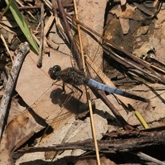 Orthetrum caledonicum at Gibberagee, NSW - 24 Dec 2011 by AaronClausen