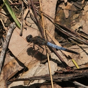 Orthetrum caledonicum at Gibberagee, NSW - 25 Dec 2011 12:17 AM