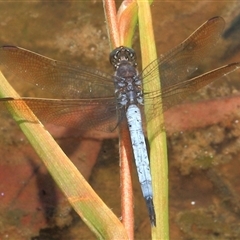 Orthetrum caledonicum (Blue Skimmer) at Gibberagee, NSW - 20 Dec 2011 by Bungybird