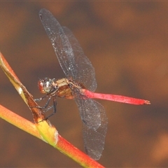 Orthetrum villosovittatum at Gibberagee, NSW - 20 Dec 2011 by AaronClausen