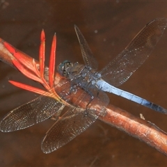 Orthetrum caledonicum (Blue Skimmer) at Gibberagee, NSW - 20 Dec 2011 by Bungybird