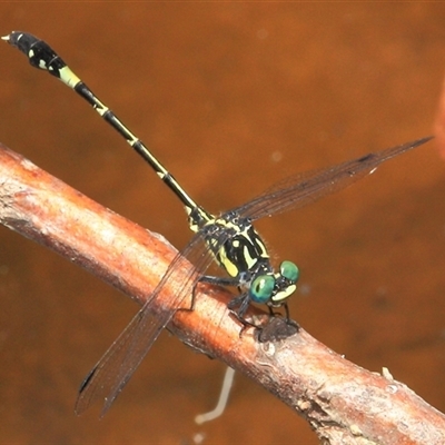 Austroepigomphus praeruptus (Twin-spot Hunter) at Gibberagee, NSW by Bungybird