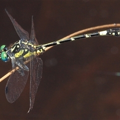 Austroepigomphus praeruptus at Gibberagee, NSW - 20 Dec 2011 by AaronClausen