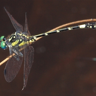 Austroepigomphus praeruptus (Twin-spot Hunter) at Gibberagee, NSW by Bungybird