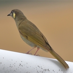 Meliphaga lewinii (Lewin's Honeyeater) at Gibberagee, NSW - 18 Dec 2016 by Bungybird