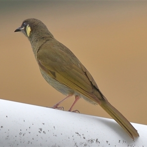 Meliphaga lewinii at Gibberagee, NSW - 18 Dec 2016