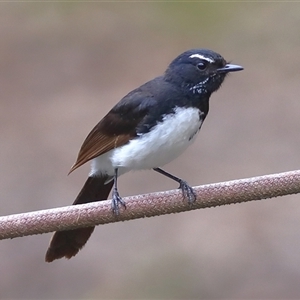 Rhipidura leucophrys at Gibberagee, NSW - 18 Dec 2016 09:42 PM