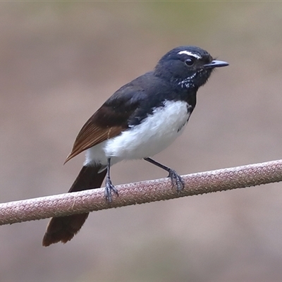 Rhipidura leucophrys (Willie Wagtail) at Gibberagee, NSW - 18 Dec 2016 by Bungybird