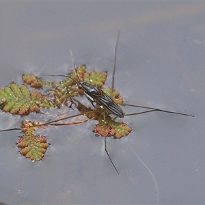 Limnogonus sp. (genus) at Gibberagee, NSW by Bungybird