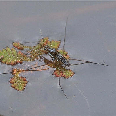 Limnogonus sp. (genus) (Water strider) at Gibberagee, NSW - 18 Dec 2016 by Bungybird