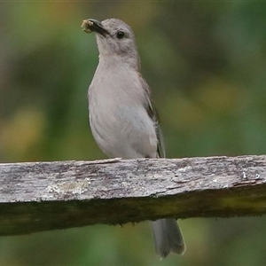 Colluricincla harmonica at Gibberagee, NSW - 19 Dec 2016 04:16 AM